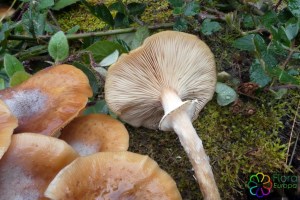 Armillaria ostoyae (10).jpg_product